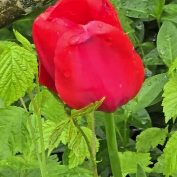 A beautiful red flower in nature next to a river.
