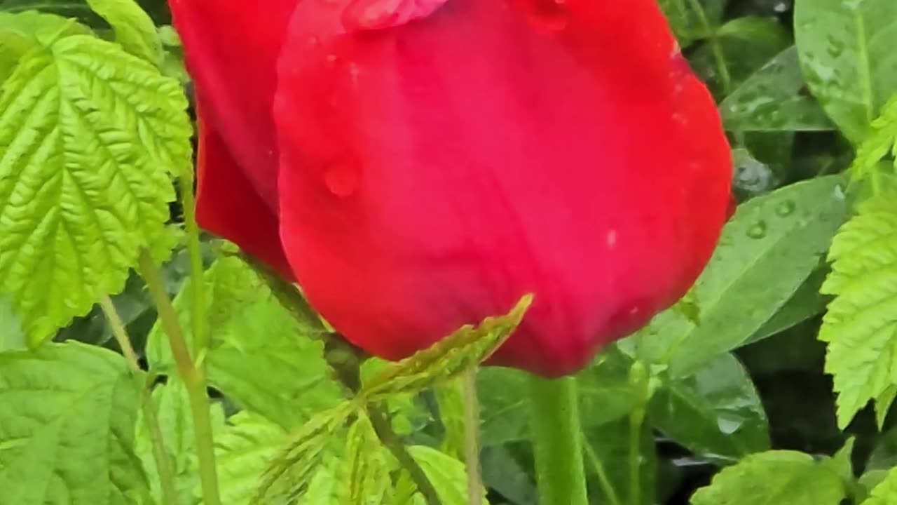 A beautiful red flower in nature next to a river.