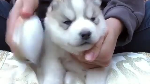 A dog who can enjoy himself very much.
