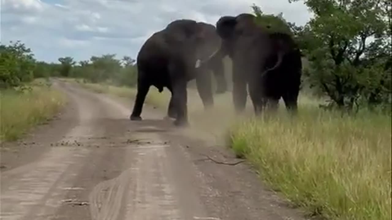 Elephant fight 🤣