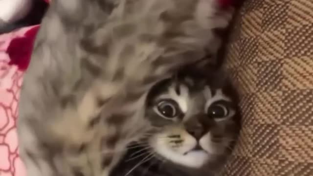 Cute pet - - funny animals - funny fails ops moments - funny cats and dogs - funny video