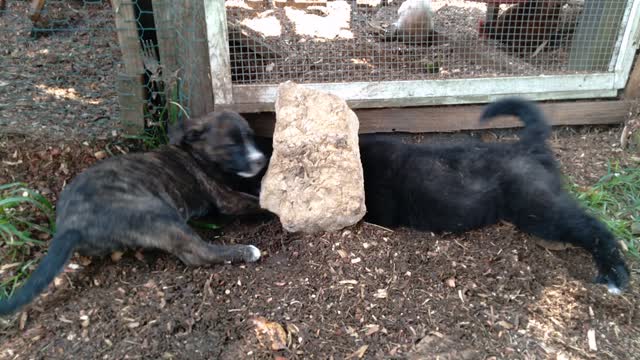 Puppies play outside the chicken run