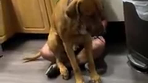 Moyo my Rhodesian Ridgeback thinks hes a lap dog___(360P