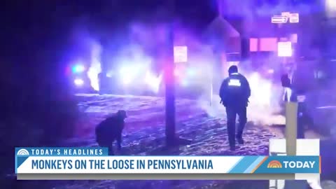 Monkeys On The Loose In Pennsylvania After Truck Crash