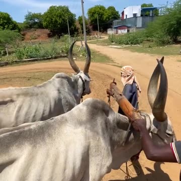 Traditional Method of Groundnuts Oil Making