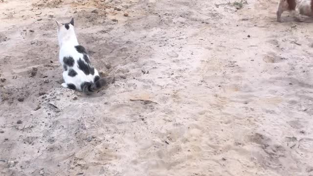 Pup Renovates Restroom for Cat