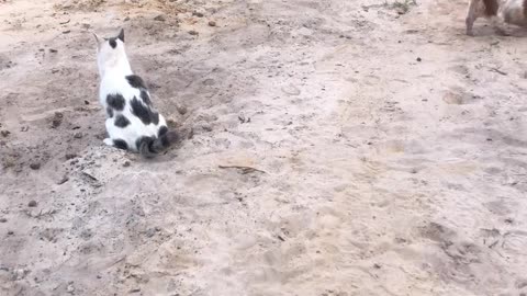 Pup Renovates Restroom for Cat