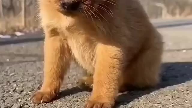 Lovely and Lovely and funny animals Lovely dog videos 7 in 2021