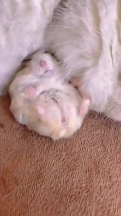 News Break. Cat and Mouse