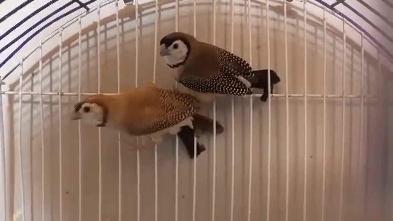 Breeder