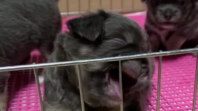 The little puppy wants to bite something.
