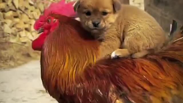 Cute moment between puppy and chicken 😄😄
