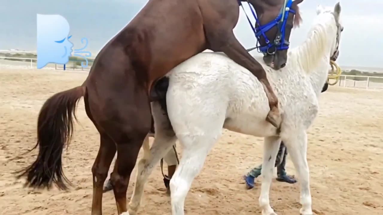 Male horse amazing Mating skills