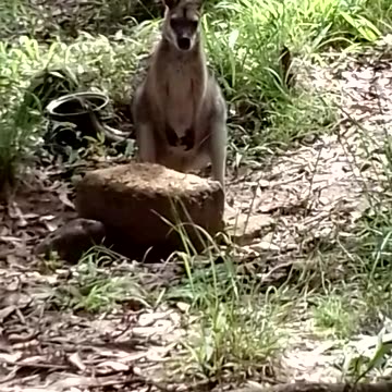 Sistra on a Sunny Summer's Saturday Afternoon 🦘🥰