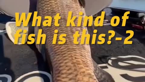 What kind of fish is this