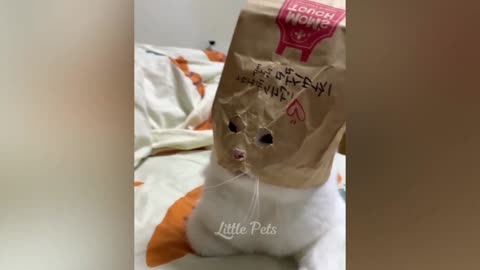 Funniest Animals 2023. Best Cats and Dogs Videos 🐶😸