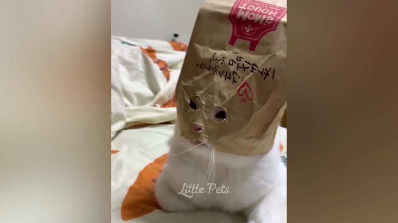 Funniest Animals 2023. Best Cats and Dogs Videos 🐶😸