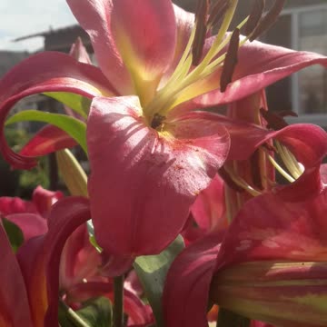 Lilies in July