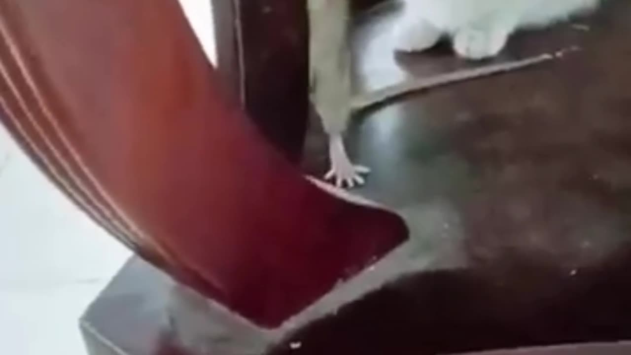 Funny animal video
