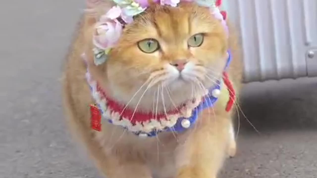 "Adorable Feline: The Cutest Cat Video Ever!"