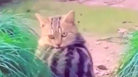 2022😂funniest dogs and cats Super Dog Video