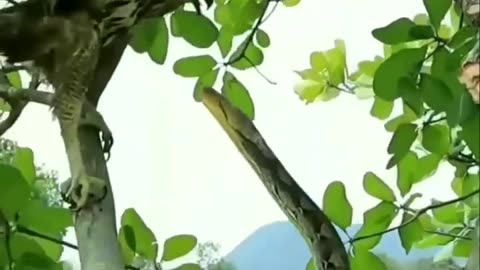 Amazing Bird