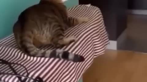 Funny Cats and Dogs 🐱🐶