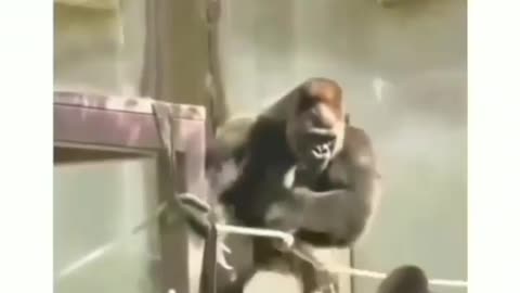 Funny gorilla playing around!