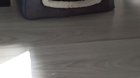 Cat Mom Carries Her Kitten Back