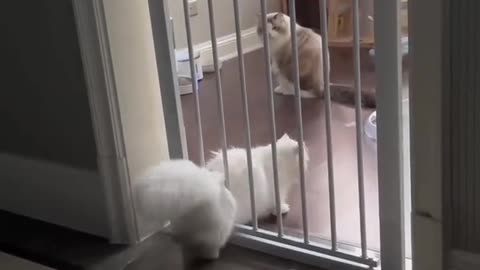 Bars? What Bars?