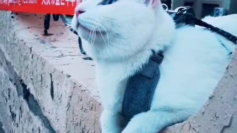 FUNNY CAT