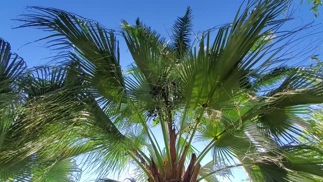 Palmtree at the lake