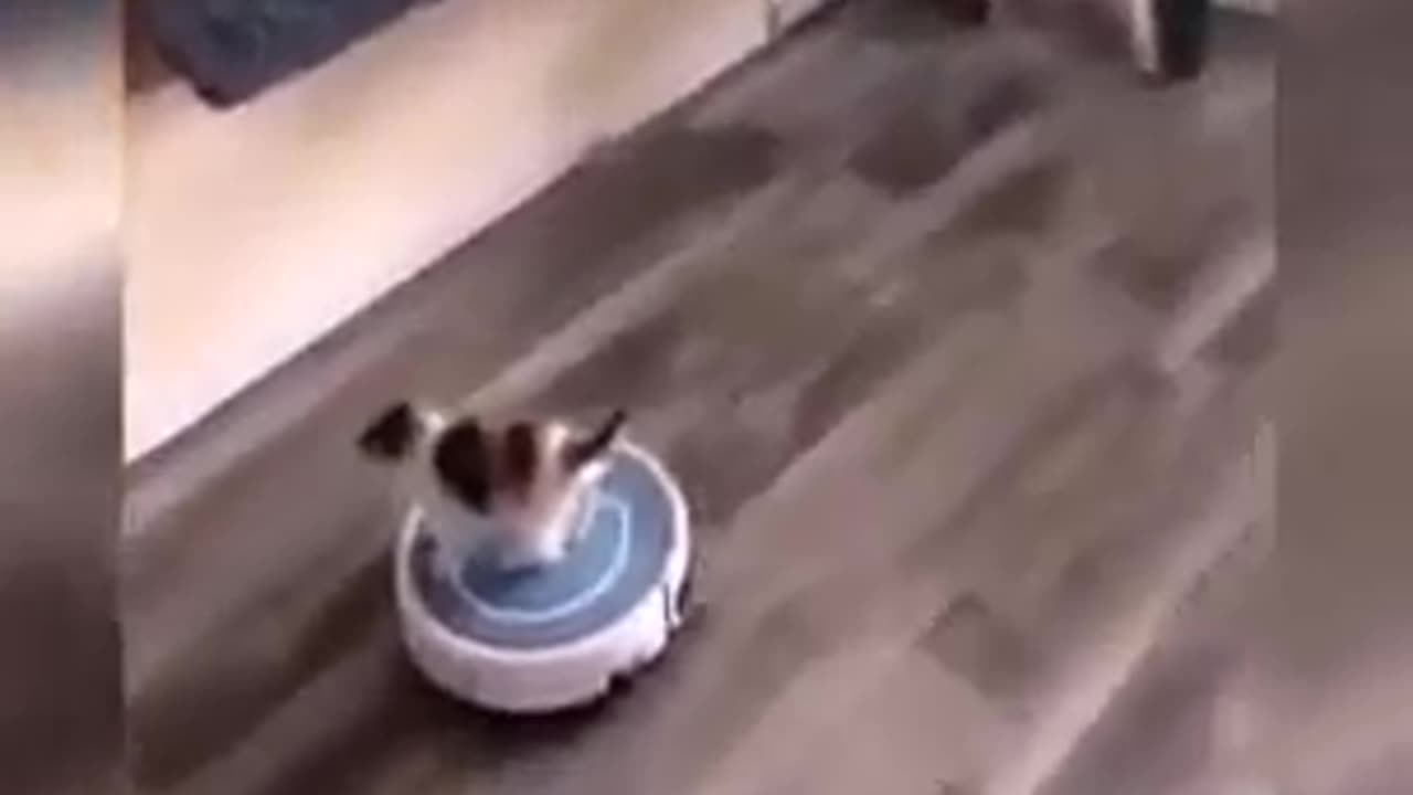 🐈 😺 funny cat video