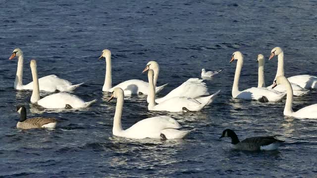 swans animal