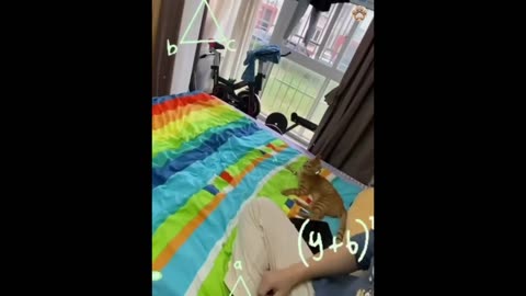 New Funny Animals 😂 Funniest Cats and Dogs Videos