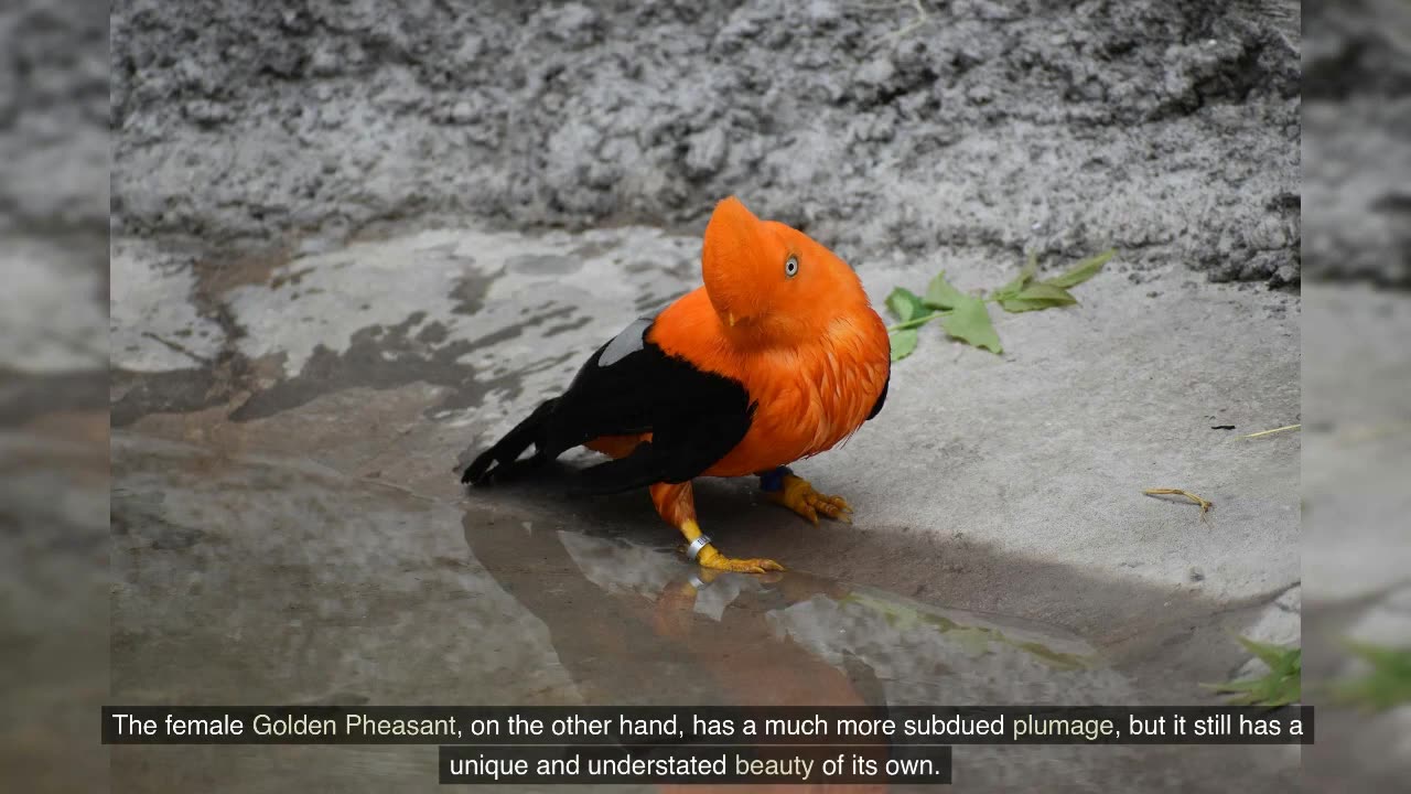 10 of the Most Beautiful Birds in the World You Need to See to Believe!