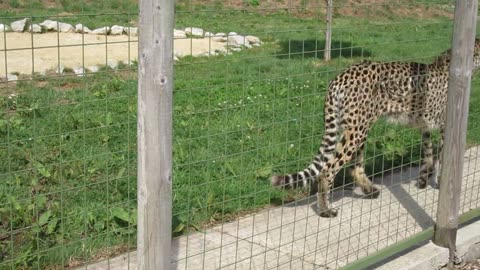 How Deadly The Snow Leopard Is!