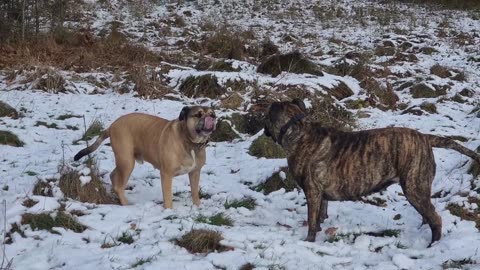 Snow Time Wrestle