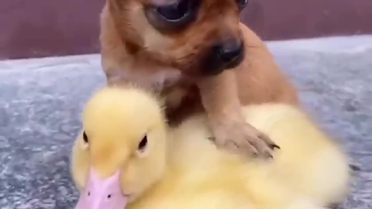 baby dog and duck best friend