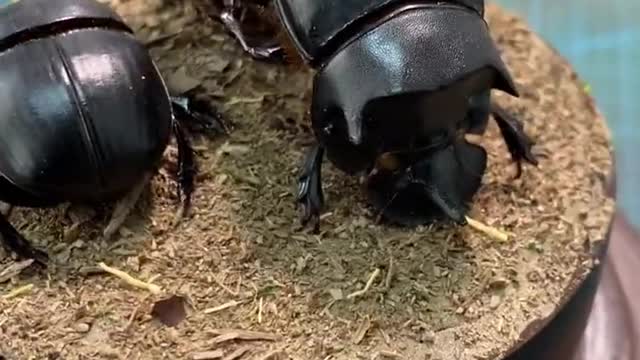 Insect specimen Dung beetle Dung ball