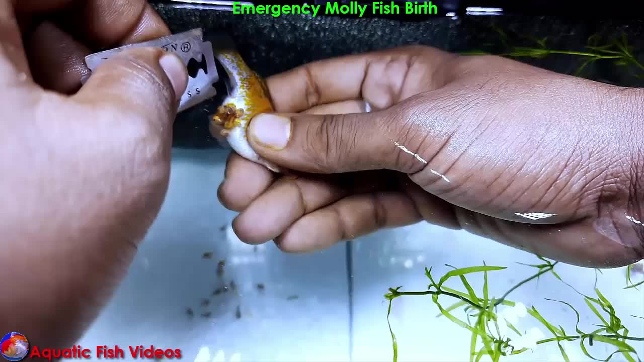 Emergency Molly Fish Birth