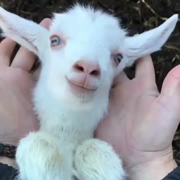 Pets, cats, dogs, and much more.