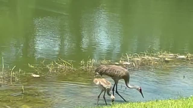 Sandhill Crane With Baby (colt)