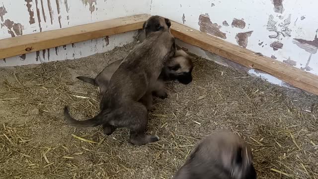 Female Kangal Pups Wrestling (3 weeks old) Litter 20220416 CH-R