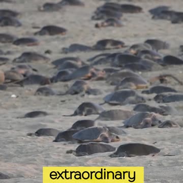 RARE!!! THOUSANDS OF SEA TURTLES GATHERED IN ONE PLACE!