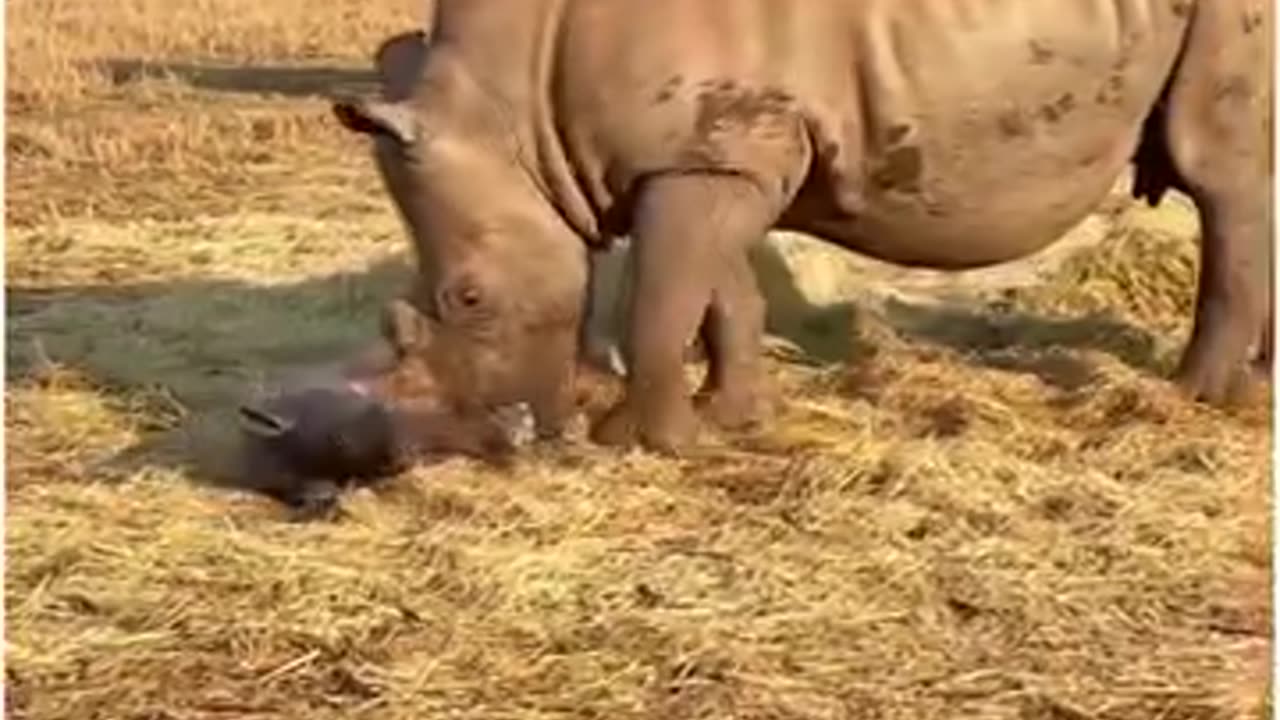 Rhino Calf