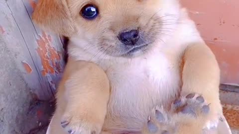 Yelllow Cute Puppy