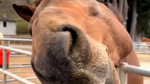 horses having a good time