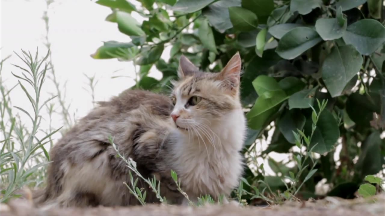 Cute and beautiful cats videos 😍
