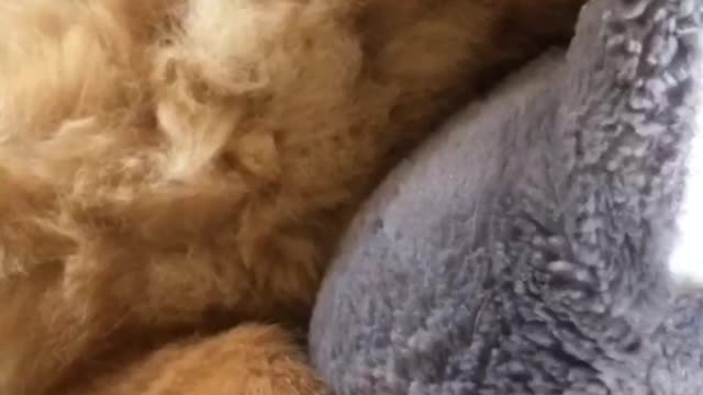 Chewie The Pom Got Caught By His Mom